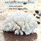 Pack of 2 White Coral Decor, White Coral Reef, Faux Artificial Coral Statue, Resin Coral Sculpture Nautical Tabletop Decoration for Beach Theme Party Home Decor Wedding Decoration
